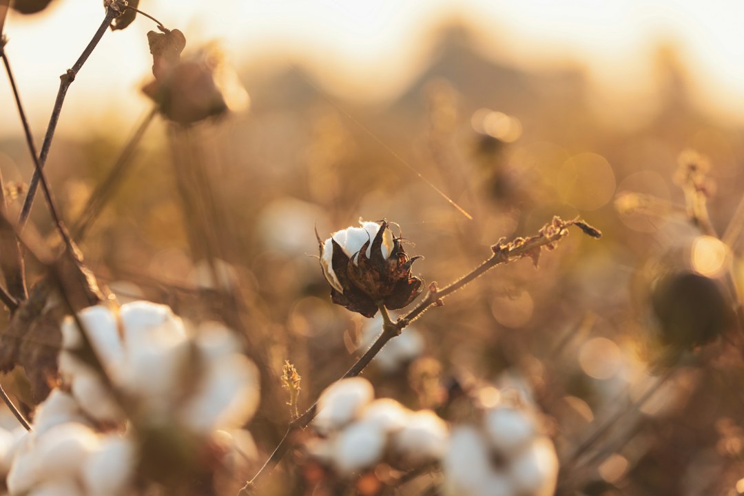Cotton field ready for harvest