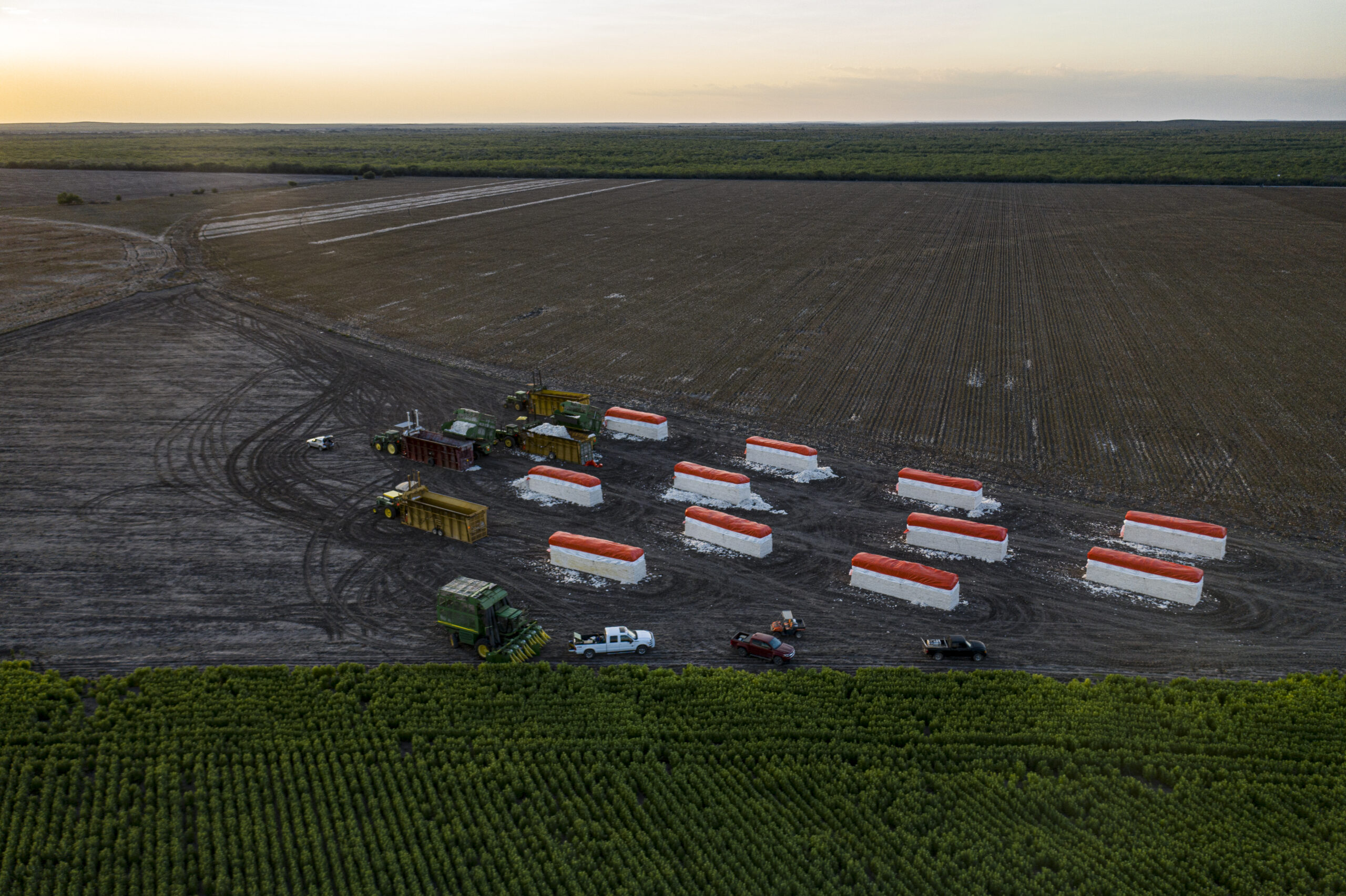 Cotton field with pivot irrigation