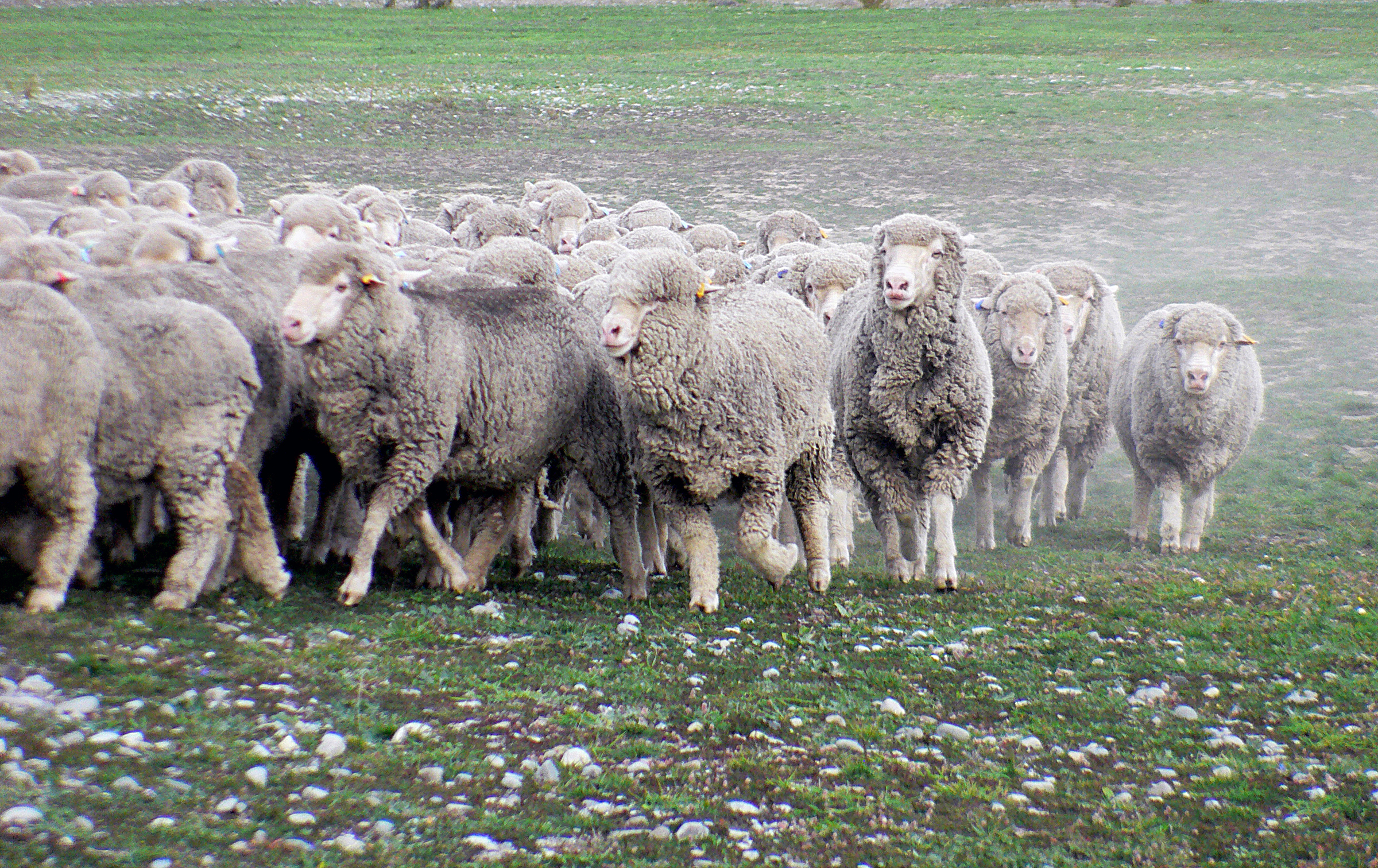 Merino sheep with dense fleece