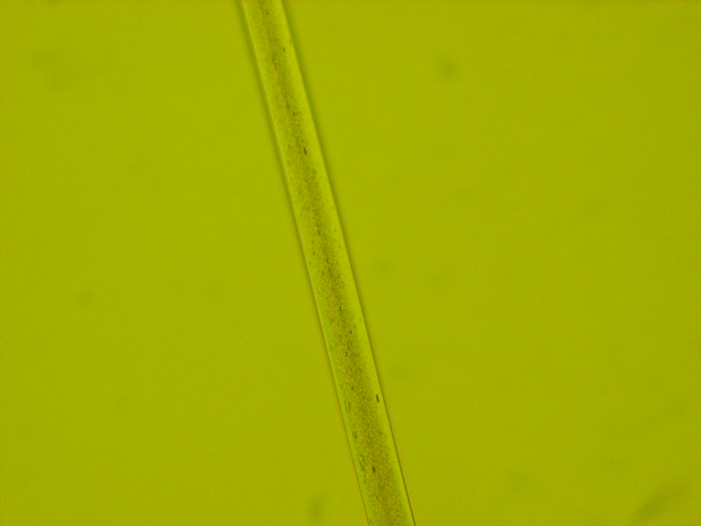 Rayon fibers viewed at 40x magnification