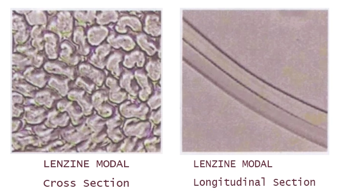 Micrographs of modal fiber showing its cross-section and longitudinal appearance.