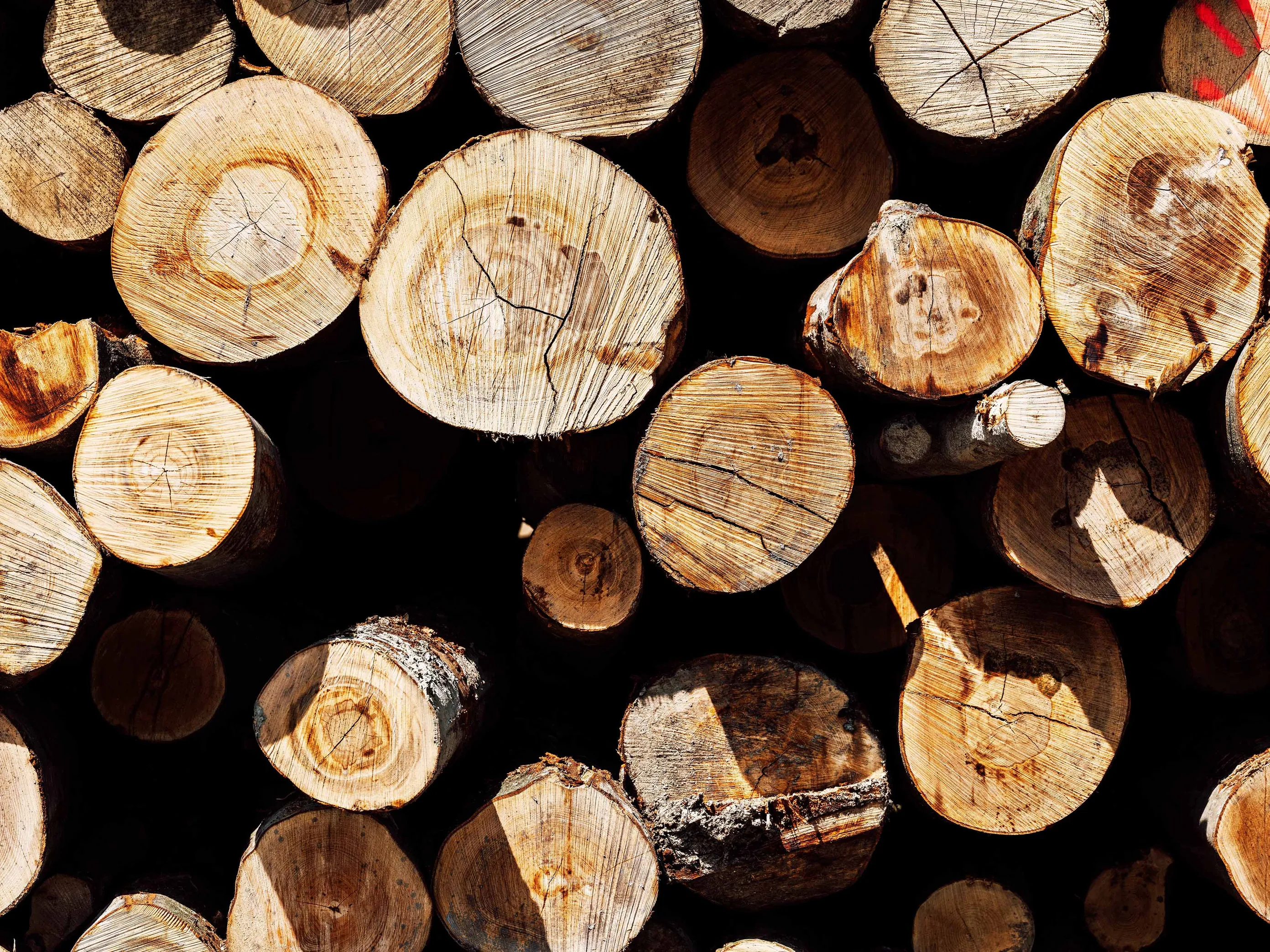 Wood logs photographed at Lenzing’s woodyard, illustrating the raw-material sourcing stage.